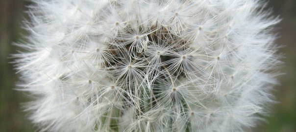 Día de la Tierra 2012