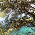 Pinos cerca del mar y una agua cristalina, señas de identidad de la Costa Brava