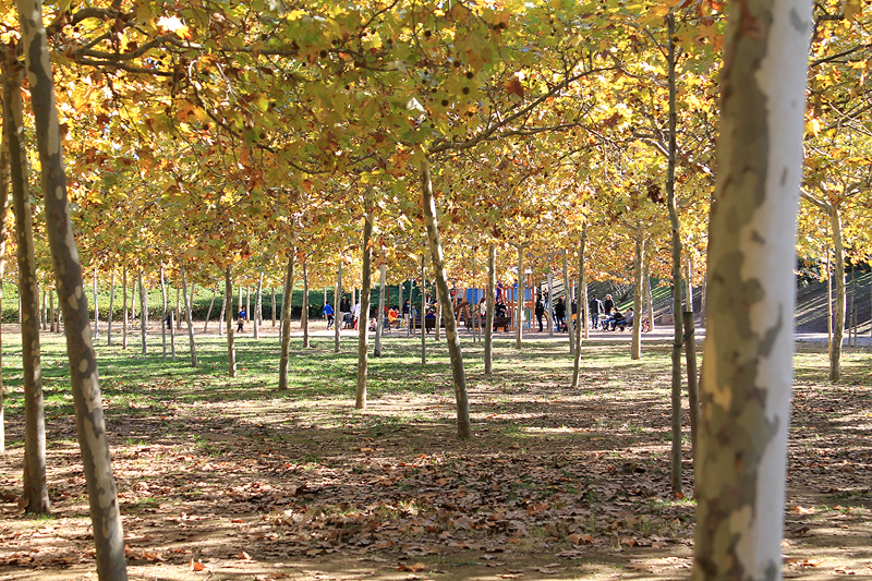 Arboleda en el Parque de Torreblanca