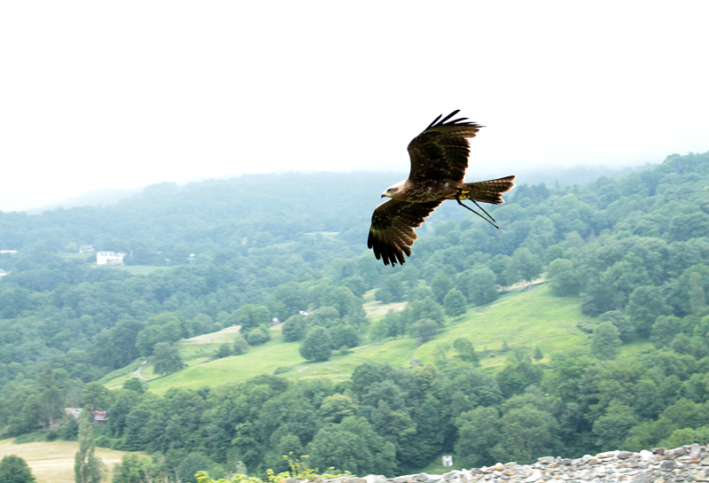 Rapaz en Donjon des Aigles - Francia