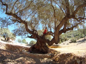 Olivos milenarios en Alcanar