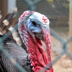 Un hermoso pavo de la granja