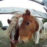 Familia de ponis en Can Casellas