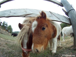 Familia de ponis en Can Casellas