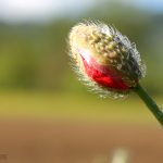 Amapola a punto de abrirse en la Vall d'en Bas