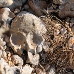 Piedras de forma caprichosa que divierten a los críos
