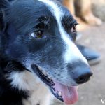 Uno de los perros tomando aire después de la actuación