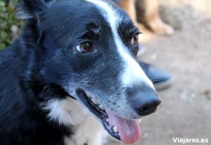 Uno de los perros tomando aire después de la actuación