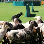 Es duro batallar con un grupo de ovejas díscolas