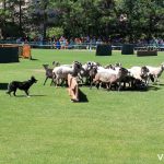 Concurso de Perros Pastores en Prades, Costa Daurada