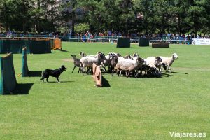 Concurso de Perros Pastores en Prades, Costa Daurada