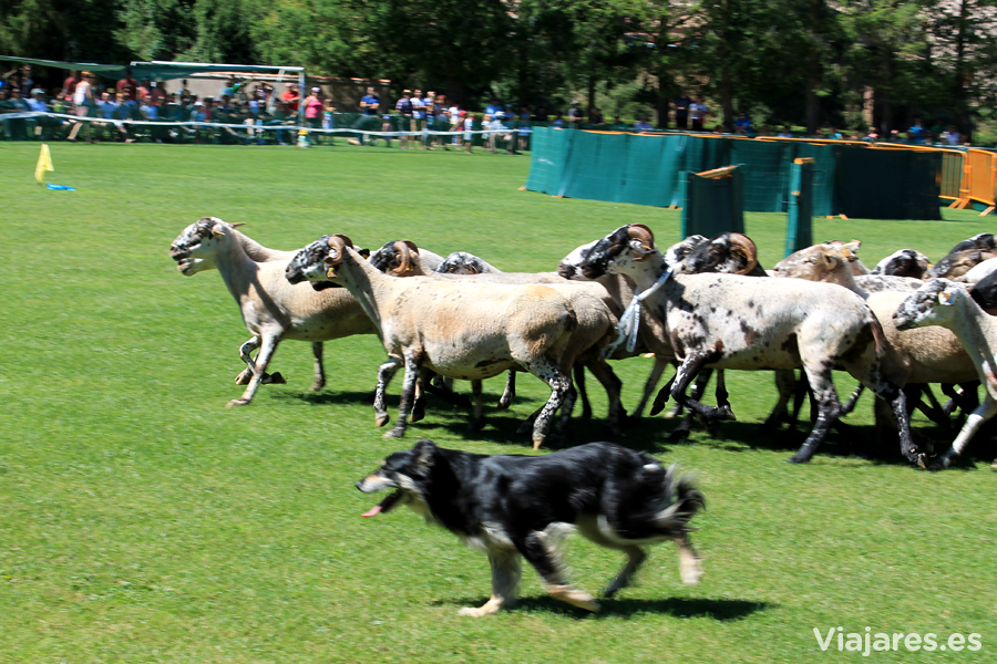 Evoluciones de un perro en el Concurso de Gossos d'Atura de Prades