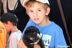 Pudimos acariciar algunos cachorros en el concurso de Prades