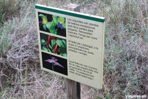 Las orquídeas proliferan en Can Camins