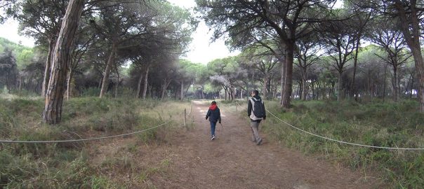 Pineda de Can Camins en El Prat