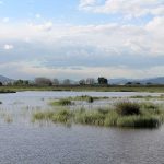 Humedales en el Delta del Llobregat