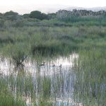 Una familia de aves en la marisma de Les Filipines