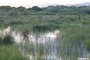 Una familia de aves en la marisma de Les Filipines