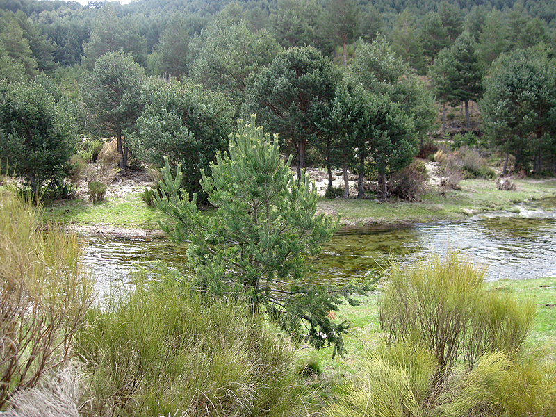 El entorno natural de la Sierra de Gredos