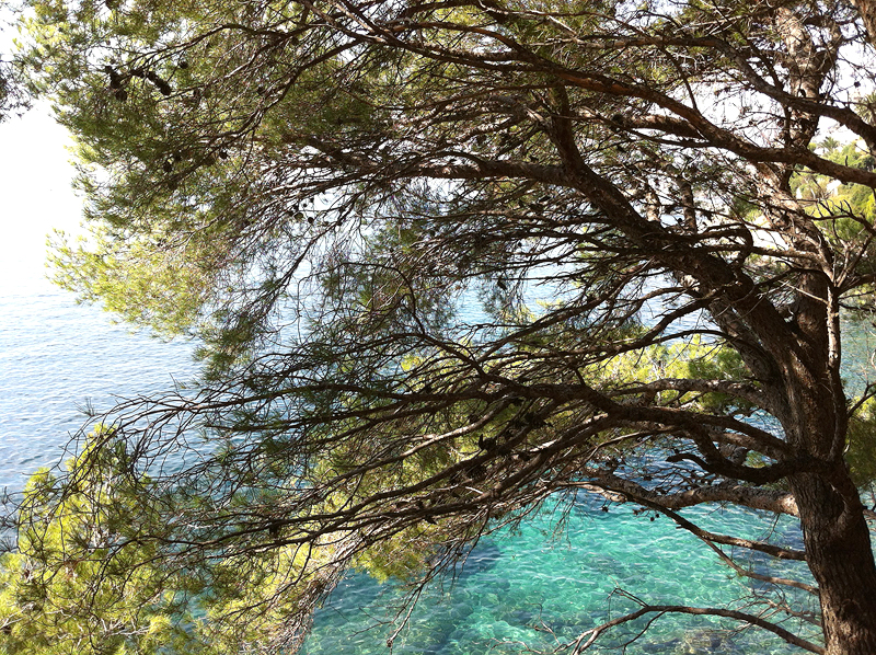 Fondo azul entre pinos de la Costa Brava